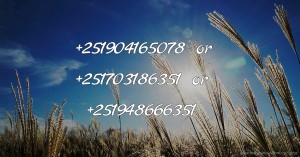 +251904165078 or +251703186351 or +251948666351
