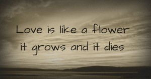 Love is like a flower it grows and it dies.